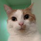 Profile image of chillcatguy