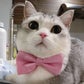 Profile image of Fomo The Cat
