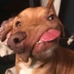 Profile image of Picasso & The WonkyDogs