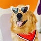 Profile image of Bam Bam