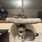 Profile image of Tuna, Biscuit and Gravy