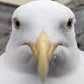 Profile image of Steven the seagull
