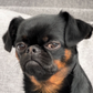 Profile image of Charlie the Griffon