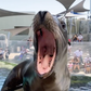 Profile image of Aquarium of the Pacific Seals/Sea Lions
