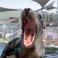 Profile image of Aquarium of the Pacific Seals/Sea Lions