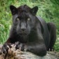 Profile image of Maya the Jaguar