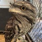 Profile image of Darwin the Tawny Frogmouth