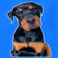 Profile image of OdenTheRottie