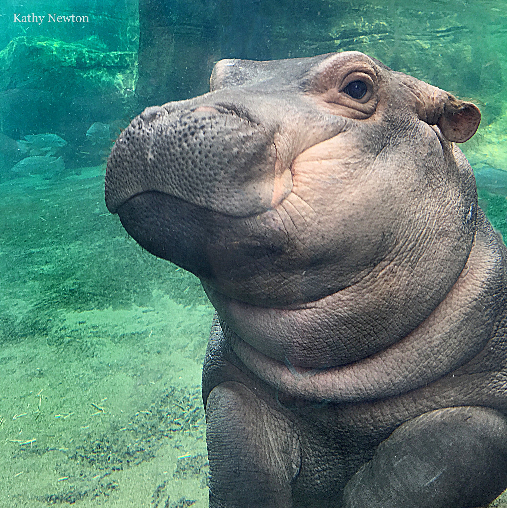 Fiona the Hippo