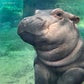 Profile image of Fiona the Hippo