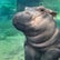 fionathehippo