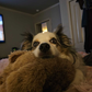 Profile image of Wheezy