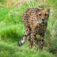 Profile image of Cheetahs At The Houston Zoo