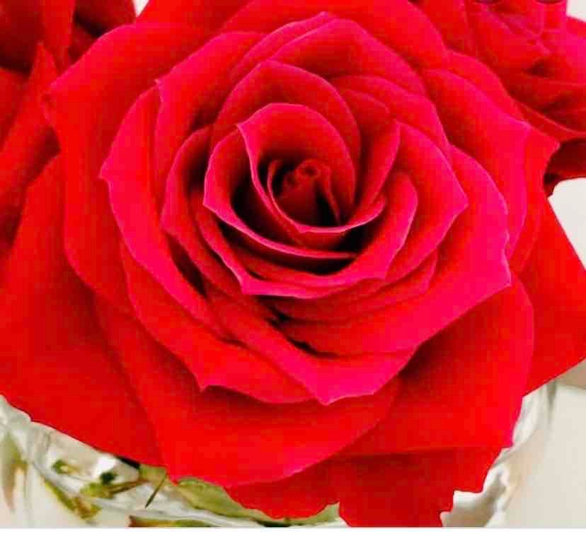 Scotlands Rose