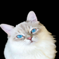 Profile image of Bowie the Siberian