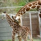 Profile image of Giraffe
