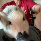 Profile image of Pig Luv Co