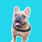 Profile image of TJ the Frenchie