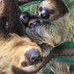 Profile image of Sloths at Stone Zoo