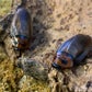 Profile image of Cockroach Dedications at the Butterfly House: an Insect Zoo