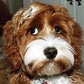 Profile image of Jolene the Labradoodle