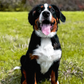 Profile image of Tommy the Bernese