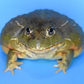 Profile image of Two Green Frogs