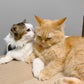 Profile image of Tuti and Yuki