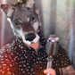 Profile image of Fang Sinatra