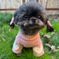 Profile image of Kimchi the the Shih Tzu