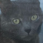 Profile image of kdog78