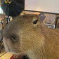 Profile image of Antonio