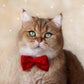 Profile image of Jupiter The Brit Cat