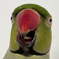 Profile image of Freddie