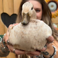 Profile image of Cheese and Quackers Ducks
