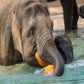 Profile image of Elephants at Houston Zoo