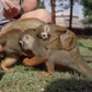 Profile image of Squirrel Monkeys