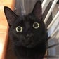 Profile image of Charlie