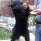 Profile image of Reyna the Binturong