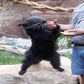 Profile image of Reyna the Binturong
