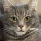 Profile image of PorkChop and Friends