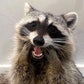 Profile image of Tito The Raccoon