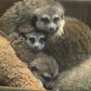 Profile image of Meerkat Family