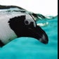Profile image of Penguins at Dallas Zoo