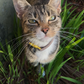 Profile image of Mittens