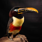 Profile image of Chester the Toucan