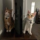 Profile image of Sarge and Benny