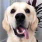 Profile image of Leo the Golden Retriever