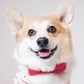Profile image of Sneakers the Corgi
