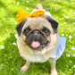 Profile image of Maggie The Pug